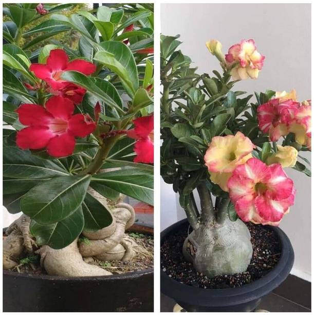 GreenyOn Adenium Plant
