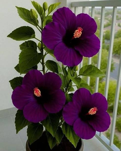 PetalPath Hibiscus Gudhal Flower Plant