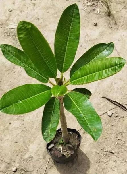 Aclipastal Rose Plant