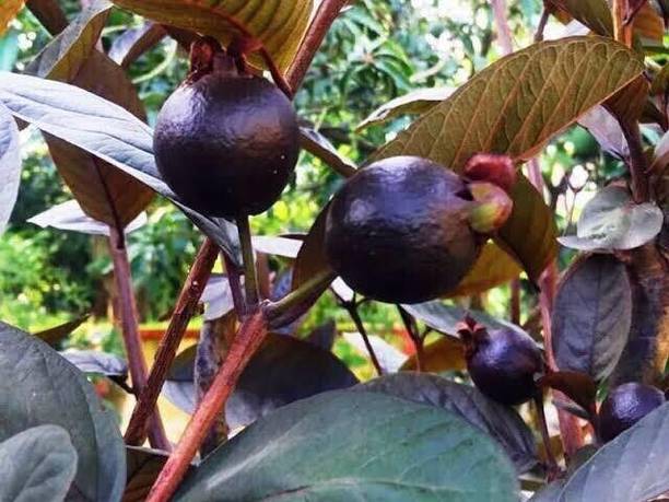 the green dotcom Guava Plant