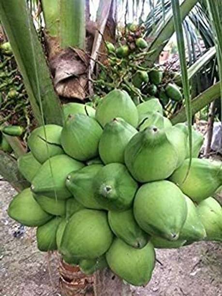 GLOBAL BAZAAR Coconut Plant