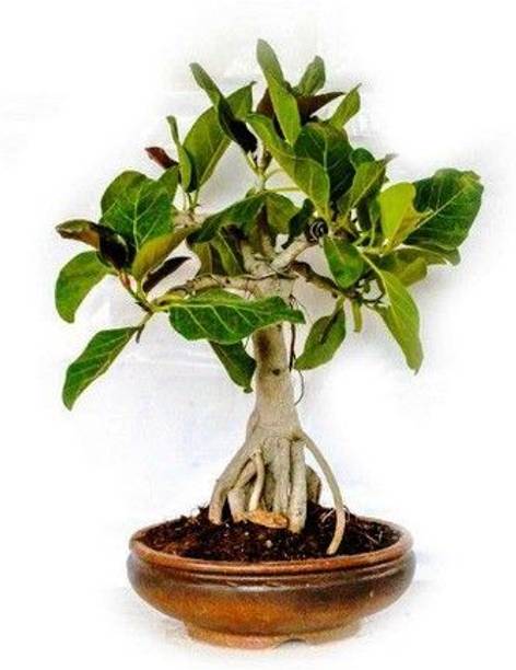 Barnaby Sageretia Plant