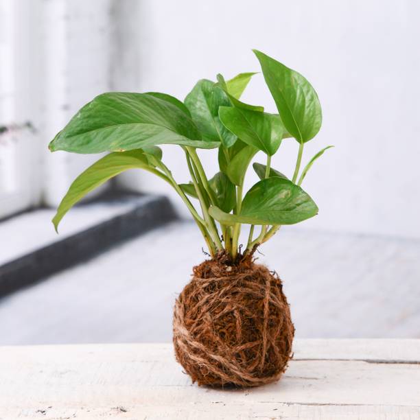 SBGARDEN Money Plant