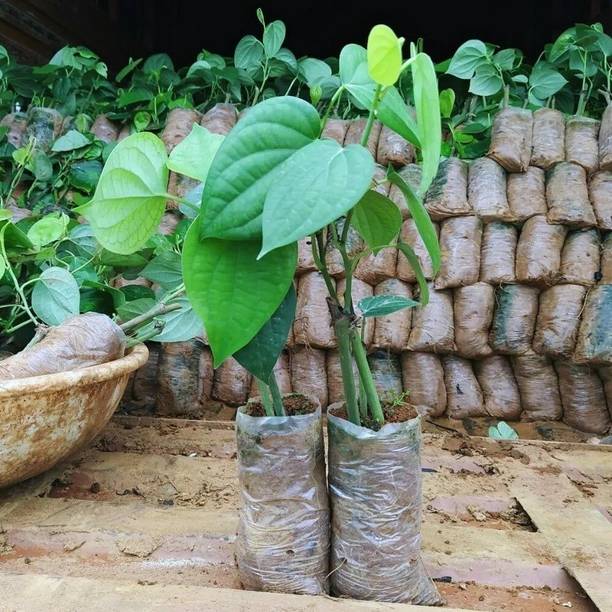 AquinnahGaden Black Pepper Plant