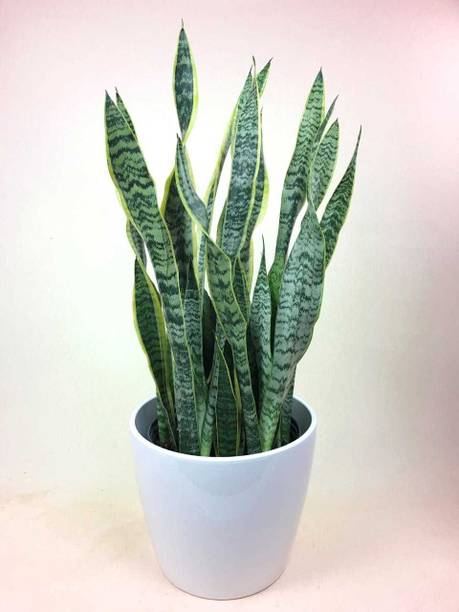 Aclipastal Snake Plant