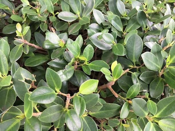 Marinetree Ficus Plant