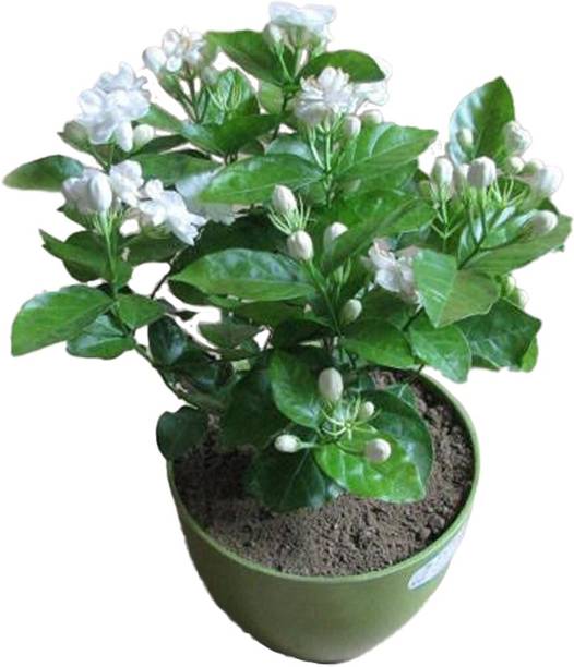 greenhousestore Jasmine Plant