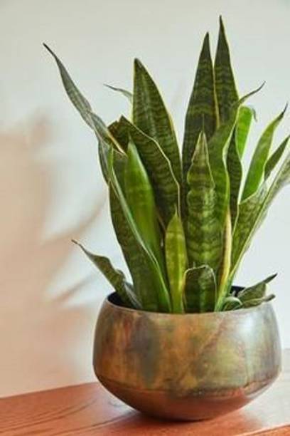 Adrita Snake Plant