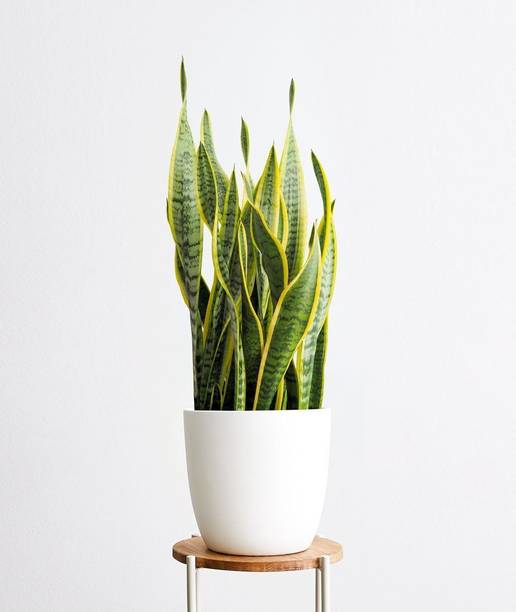 GREENCITY Snake Plant