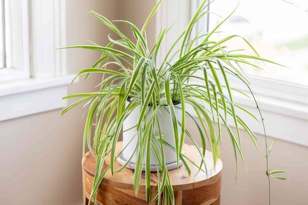 Adrita Spider Plant