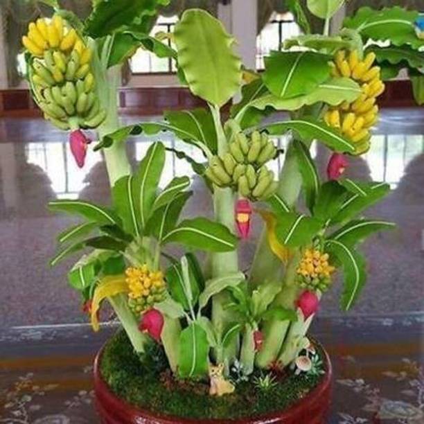 Cloud Farm Banana Plant