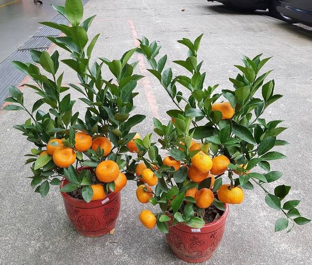 FURYHUB Orange Plant