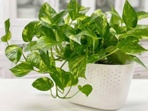 Barnaby Money Plant