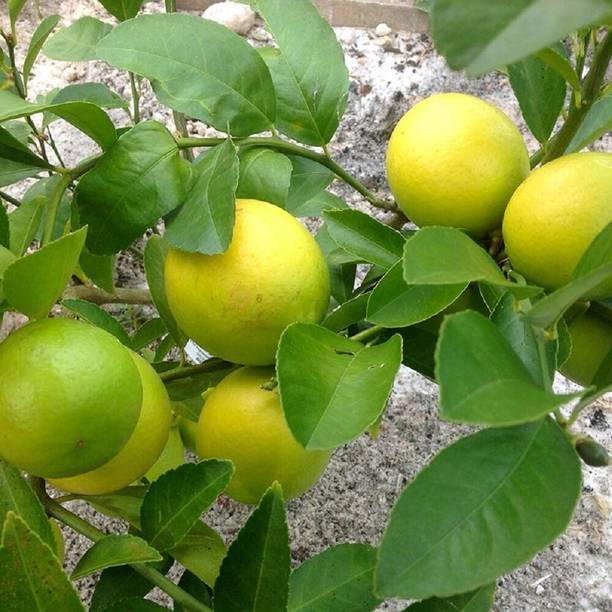 PB REBA PLANT Lemon Plant