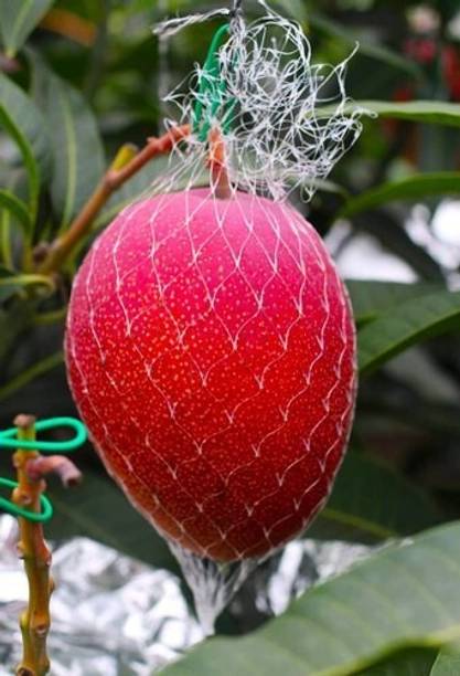 AloGardening Mango Plant