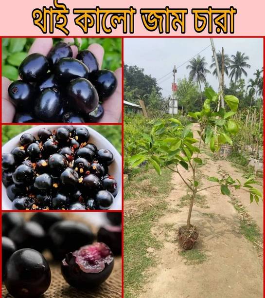 Nurseryfriend Jamun Plant