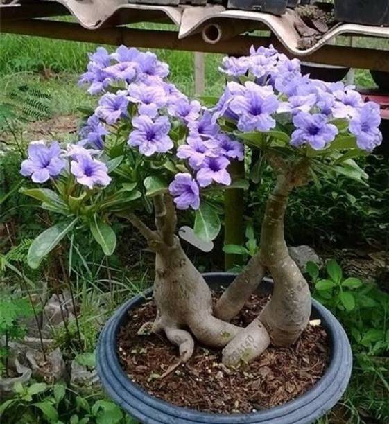 Cloud Farm Adenium Plant