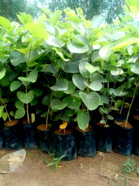 MAITRA AND SONS Red Sandalwood Plant