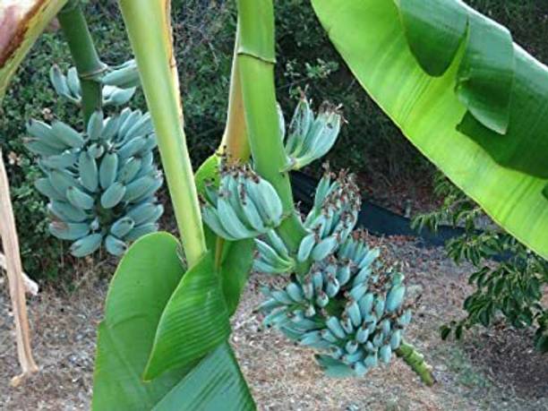 YourPlant Banana Plant