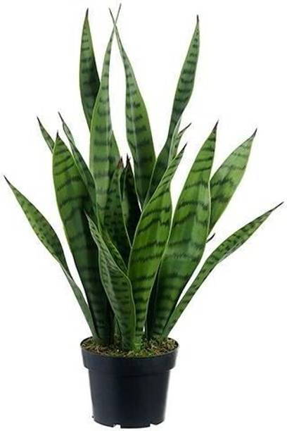 Adrita Snake Plant