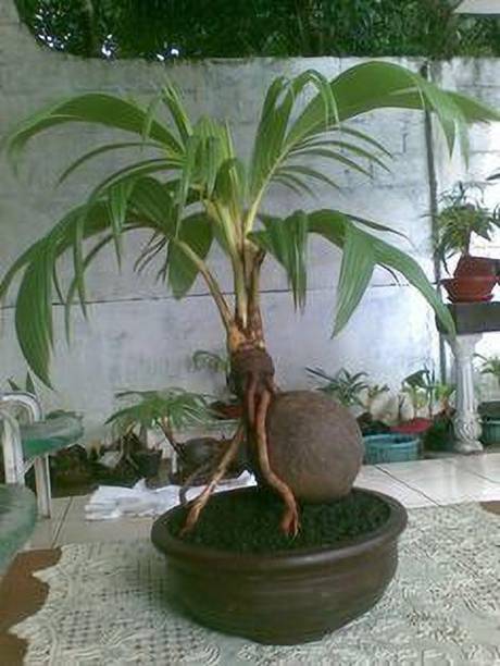PB EVERGREEN Coconut Plant