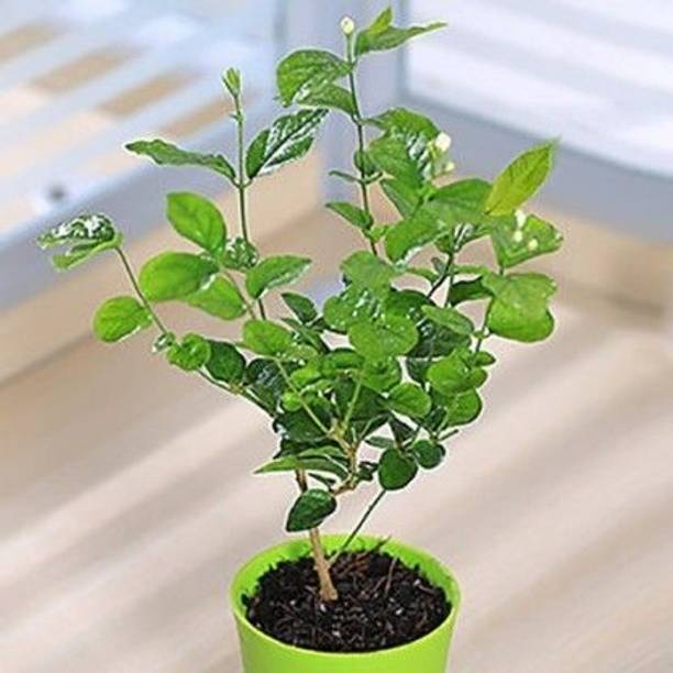 Wrenna Jasmine Plant