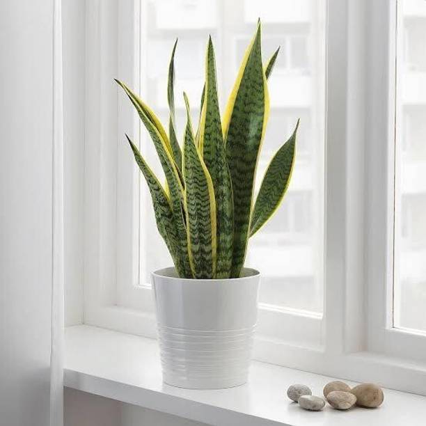 greenhousestore Snake Plant