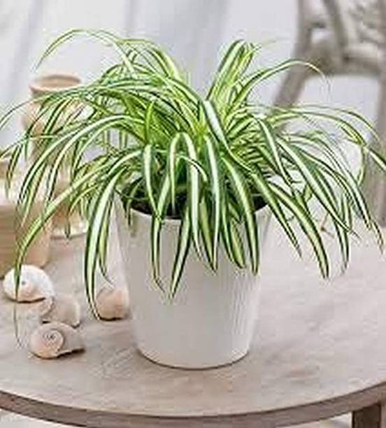 chiku Spider Plant