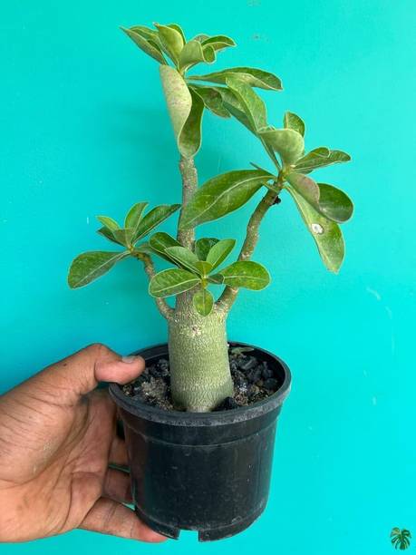 SS PLANT Adenium Plant