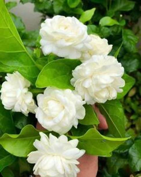 MAITRA AND SONS Jasmine Plant
