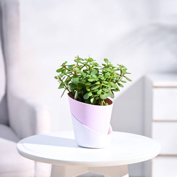 UGAOO Jade Plant