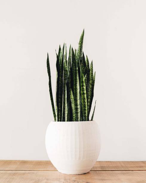 Barnaby Snake Plant