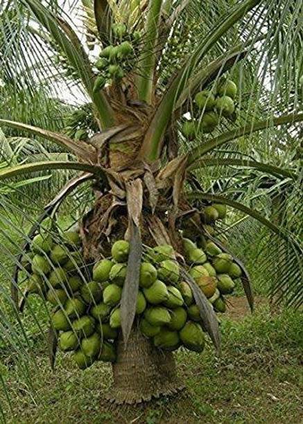 SANJU Coconut Plant