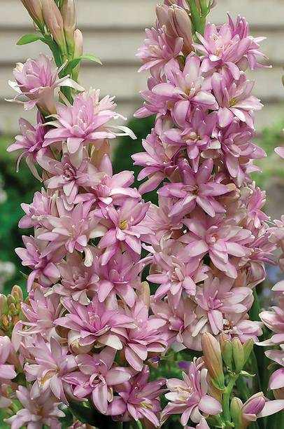 Aclipastal Tuberose/Rajnigandha Plant