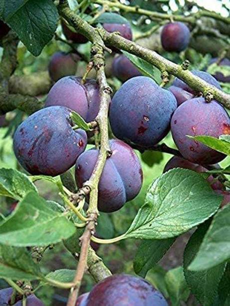 greenhousestore Aloo Bukhara/Plum Plant