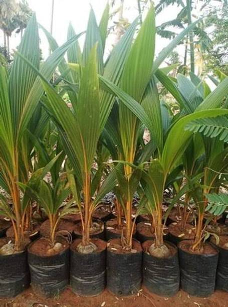 Khushi Prova Coconut Plant