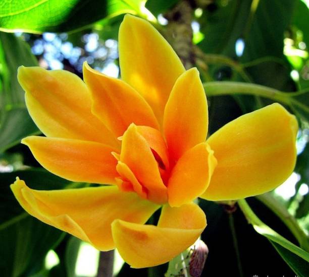 greenhousestore Golden Champa Plant