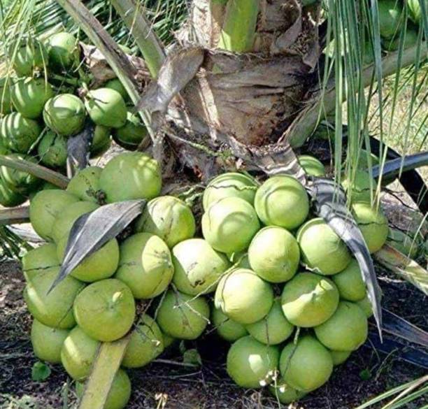 KrishnaNursery Coconut Plant