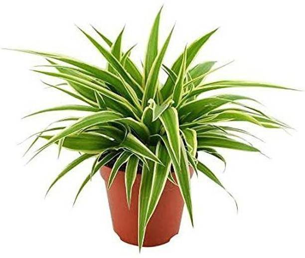 AGNES Spider Plant