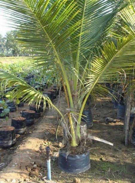 BHUSAN Coconut Plant
