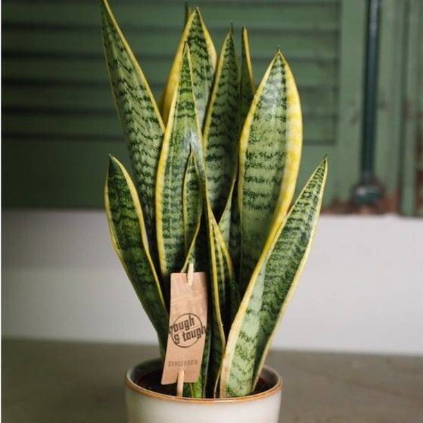 GREENCITY Snake Plant