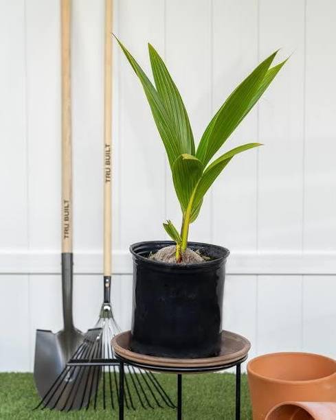 SBGARDEN Coconut Plant