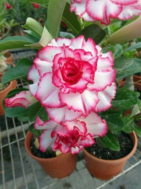 Greenoais Adenium Plant