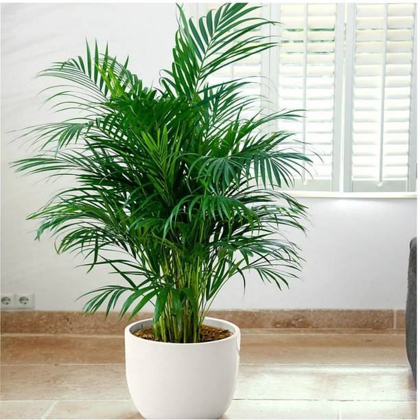 Aclipastal Areca Plam