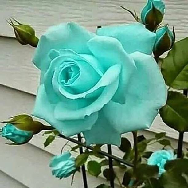 FURYHUB Rose Plant