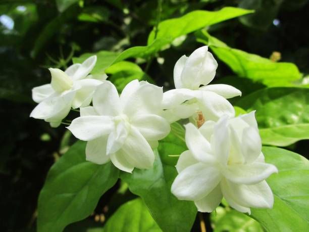 chiku Jasmine Plant