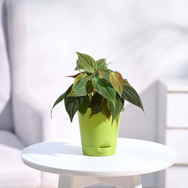 UGAOO Philodendron Plant