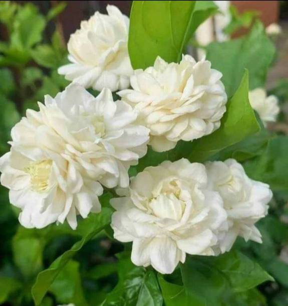 Adrita Jasmine Plant