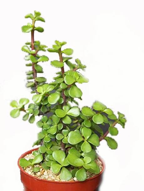 GeenLk Jade Plant