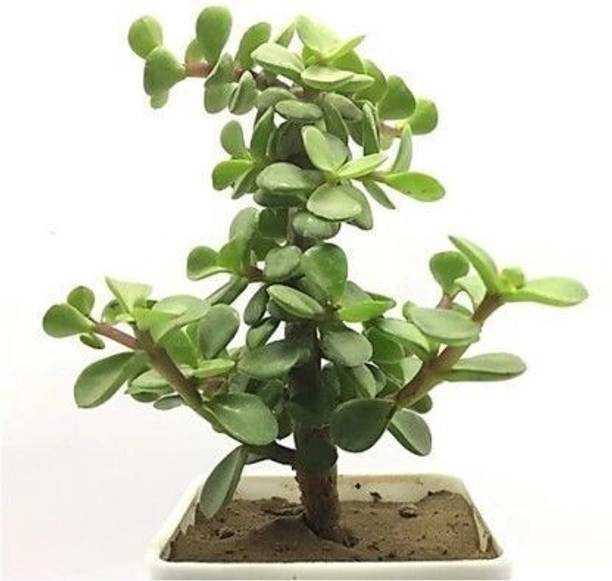 Aclipastal Jade Plant